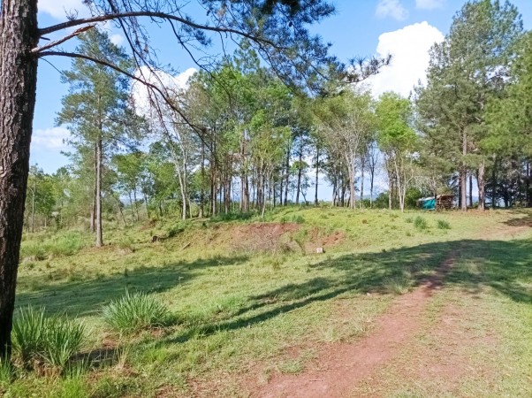 VENDO CHACRA CAMPO EN PROFUNDIDAD CANDELARIA 10 HECTAREAS SOBRE ASFALTO A 20 MINUTOS DE POSADAS