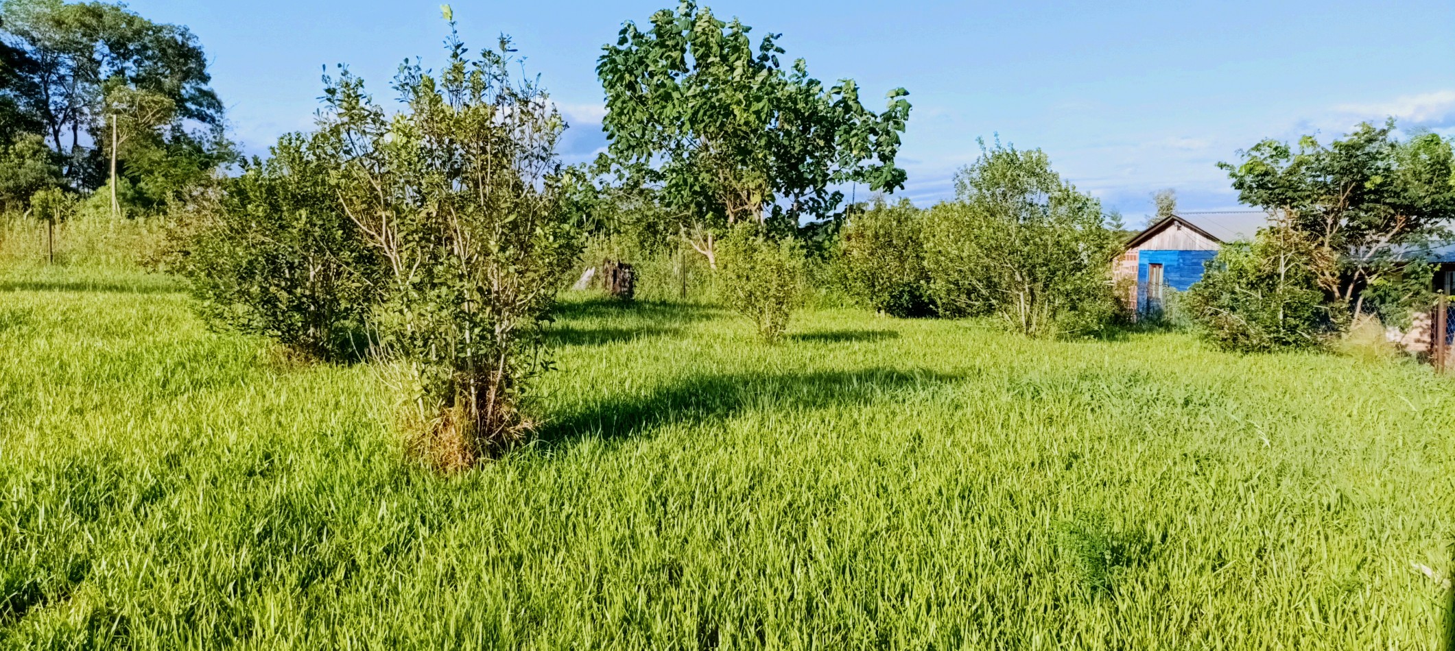 Gran terreno en esquina nivelado, parquizado y cercado