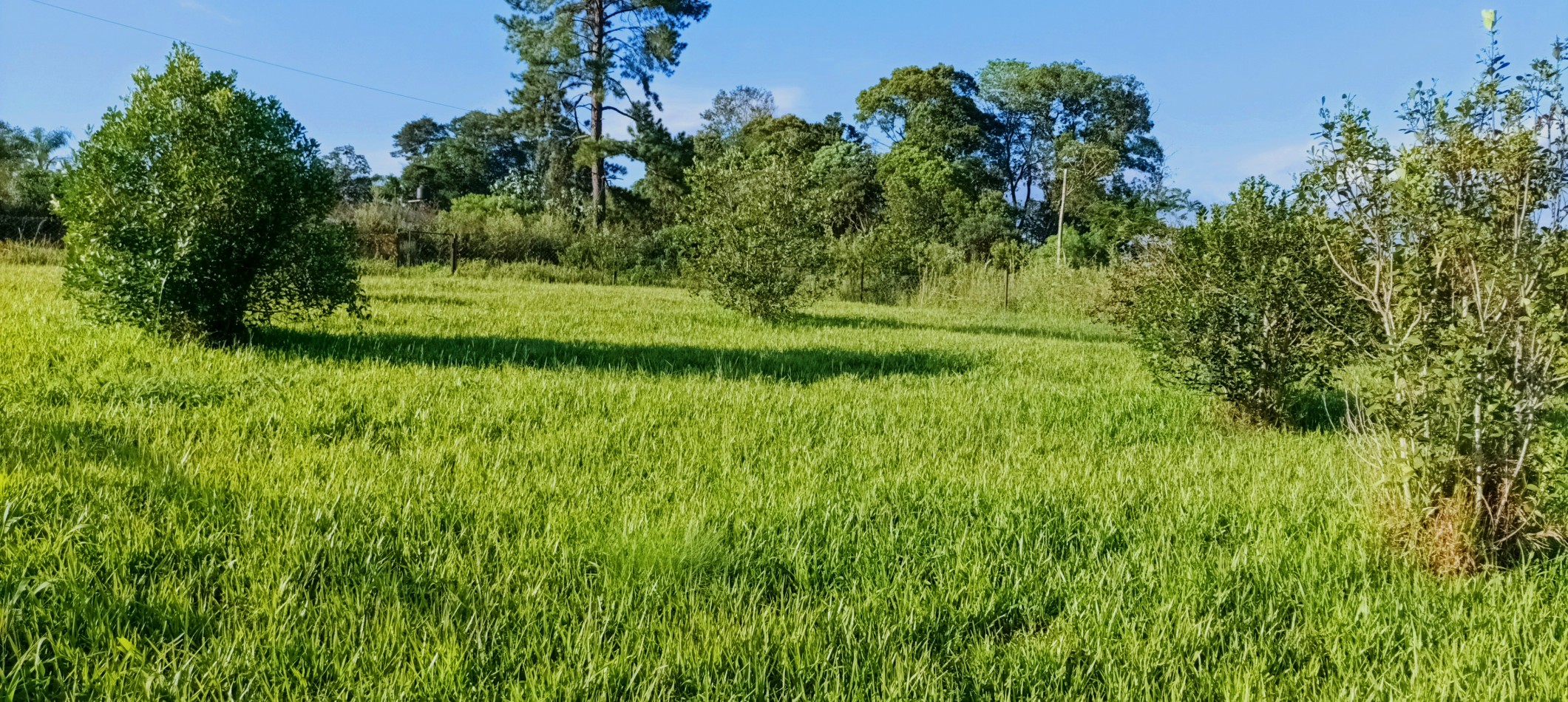 Gran terreno en esquina nivelado, parquizado y cercado