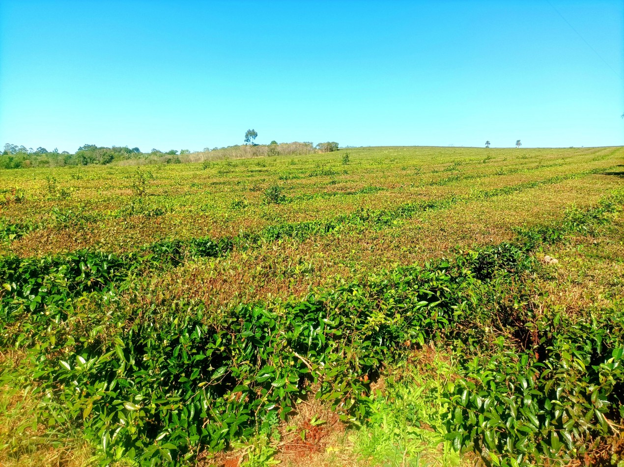 Vendo Chacra de 5,70 hectareas de te