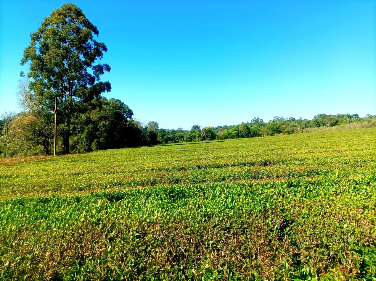 Vendo Chacra de 5,70 hectareas de te