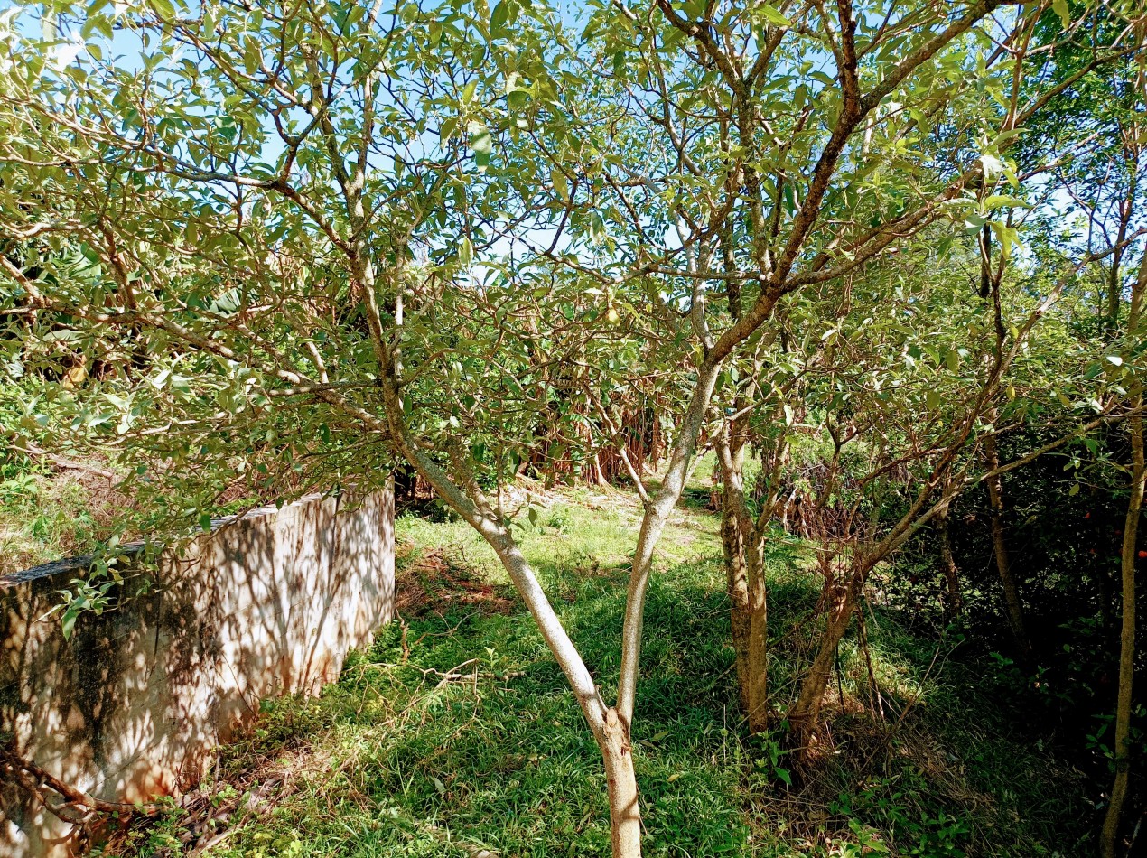 Terreno en Venta sobre Av. de Las Americas