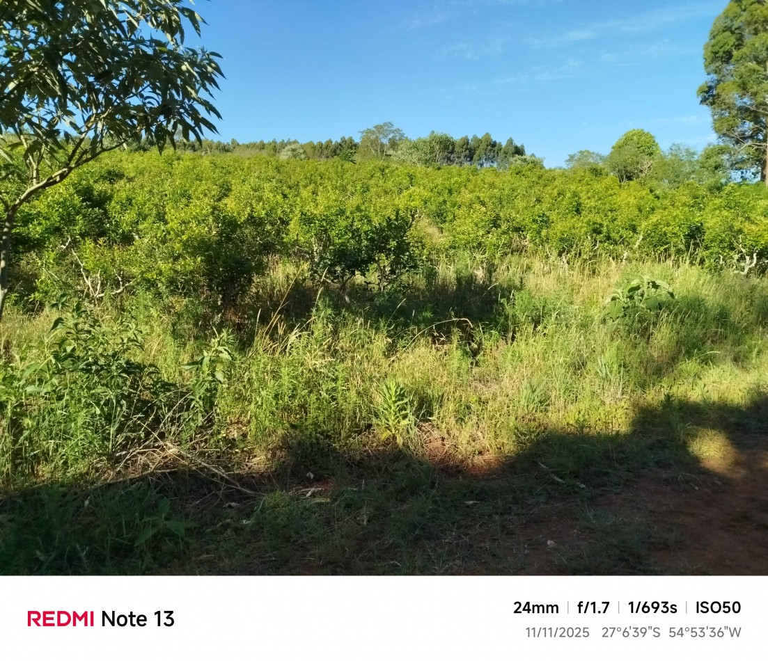 8 hectareas en venta a pasitos de Ruta 14 Aristobulo del Valle