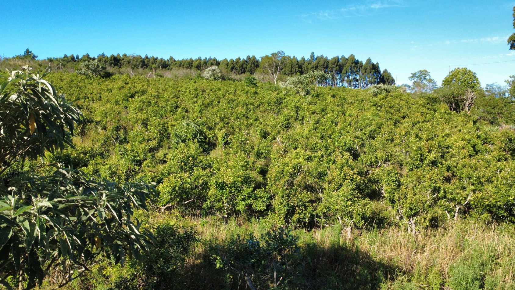 8 hectareas en venta a pasitos de Ruta 14 Aristobulo del Valle